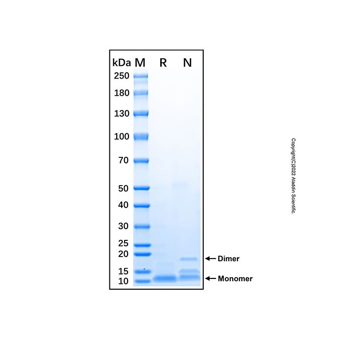 Recombinant Human TFF1 Protein