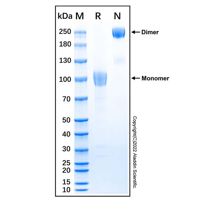 Recombinant Human Coagulation Factor IX Protein