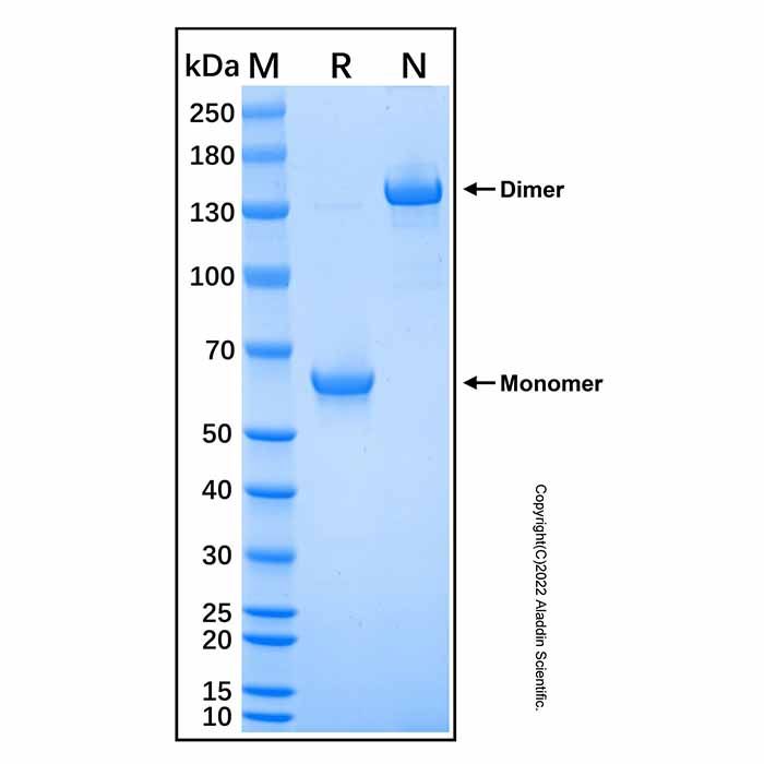 Recombinant Human Hepassocin/FGL1 Protein