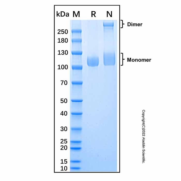 Recombinant Human Lysosomal alpha-Glucosidase/GAA Protein
