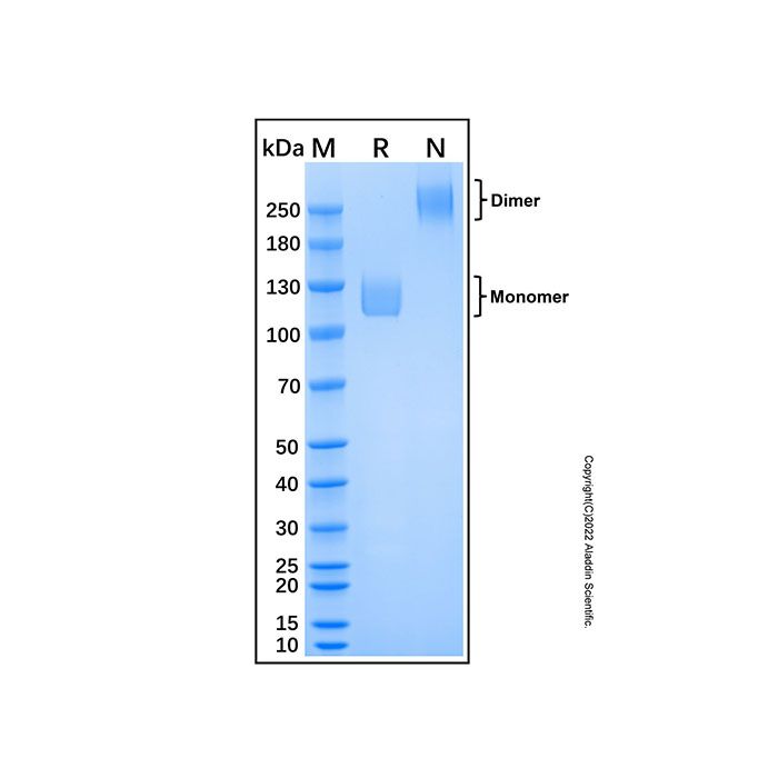 Recombinant Human ICAM-5 Protein
