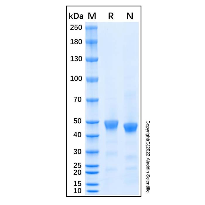 Recombinant Human IL-11 R alpha Protein