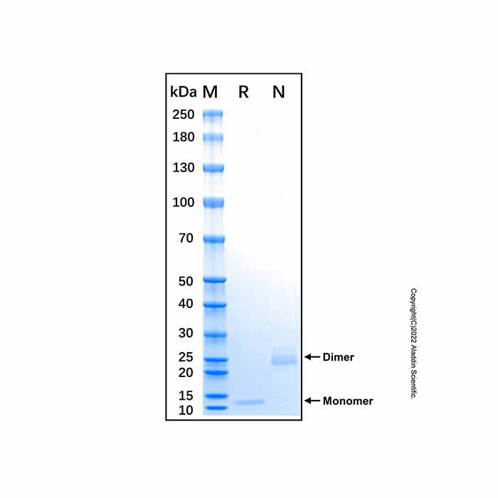 Recombinant Human IL-32 alpha Protein