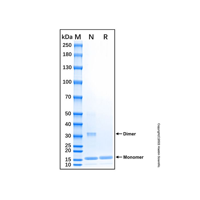 Recombinant Human IL-36 gamma/IL-1F9 Protein