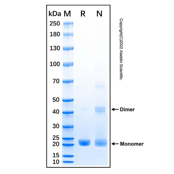 Recombinant Human IL-37 Protein