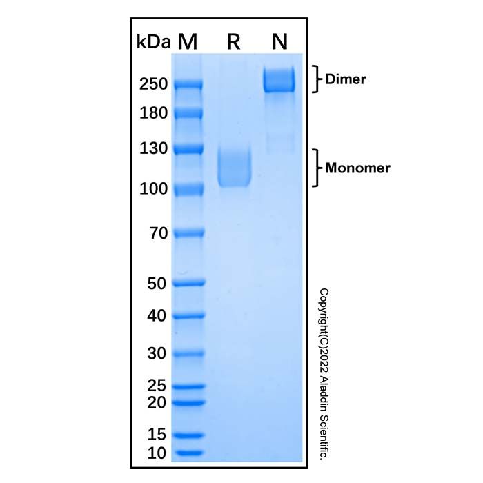 Recombinant Human MAG/Siglec-4a Protein