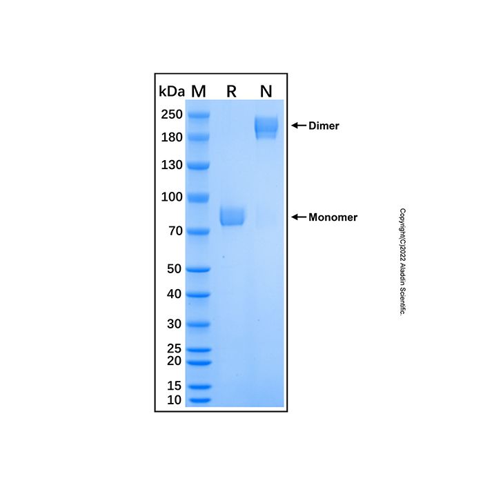 Recombinant Human Meprin alpha Subunit/MEP1A Protein