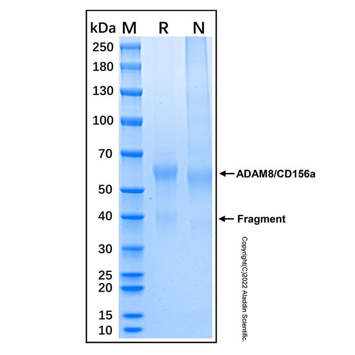 Recombinant Human ADAM8/CD156a Protein