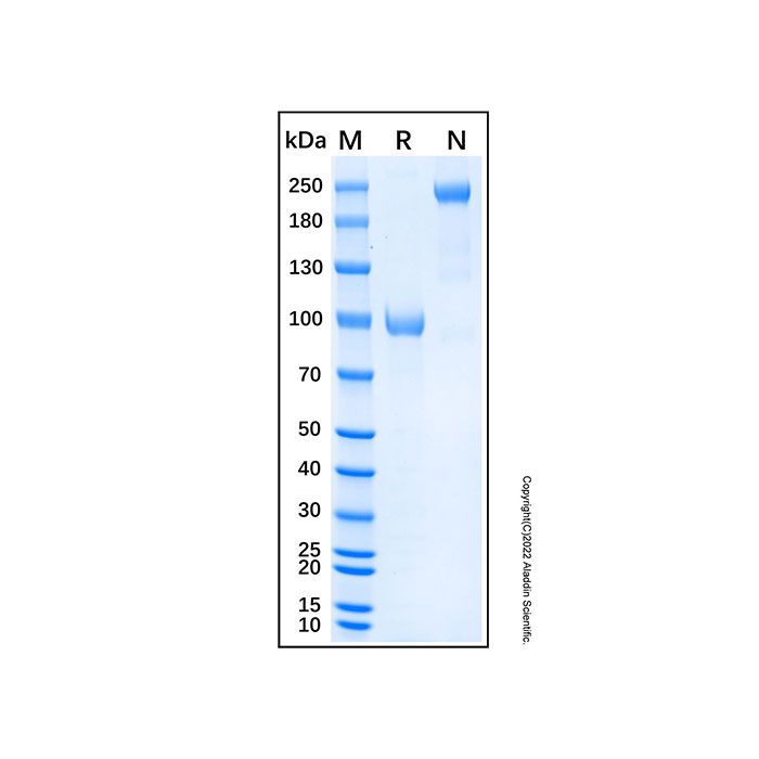 Recombinant Human Nogo Receptor Protein