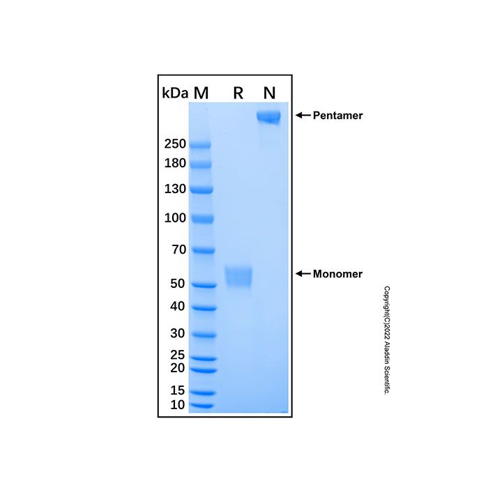 Recombinant Human Neuronal Pentraxin 2 Protein