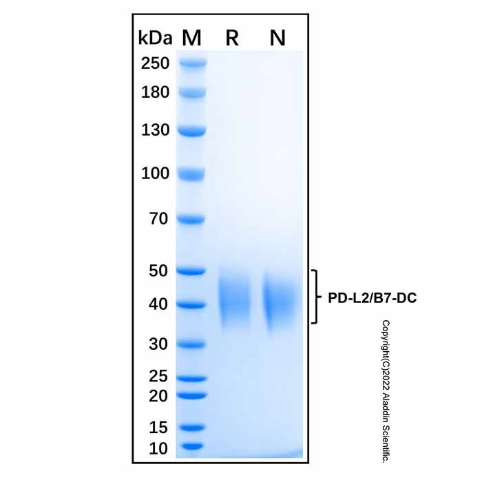 Recombinant Human PD-L2/B7-DC Protein