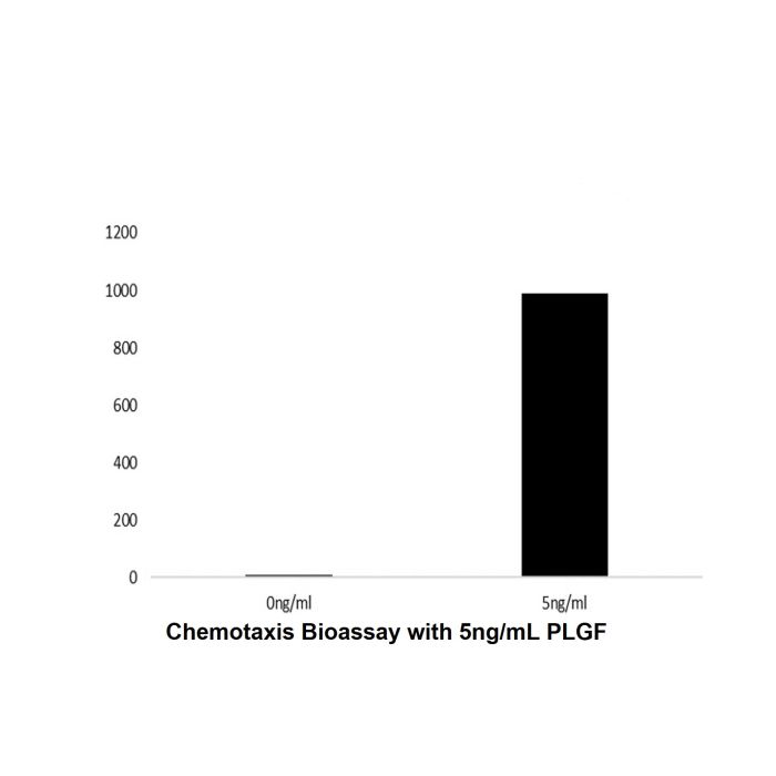 Recombinant Human PLGF Protein
