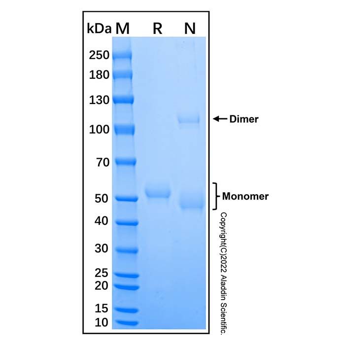 Recombinant Human Cathepsin A/Lysosom Carboxypeptidase A Protein