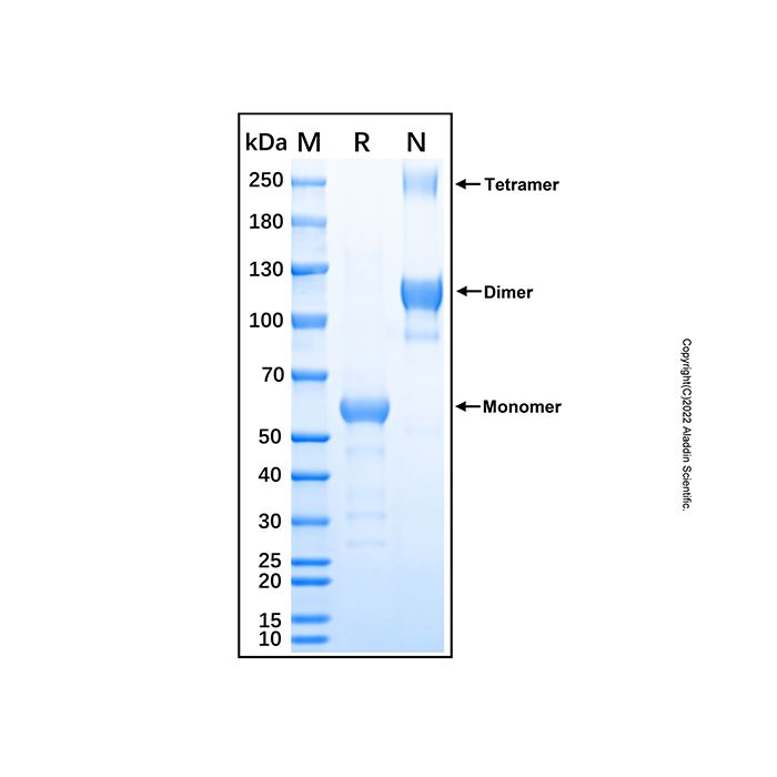 Recombinant Human RANK/TNFRSF11A Protein