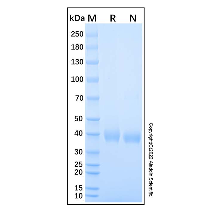 Recombinant Human RSPO1 Protein