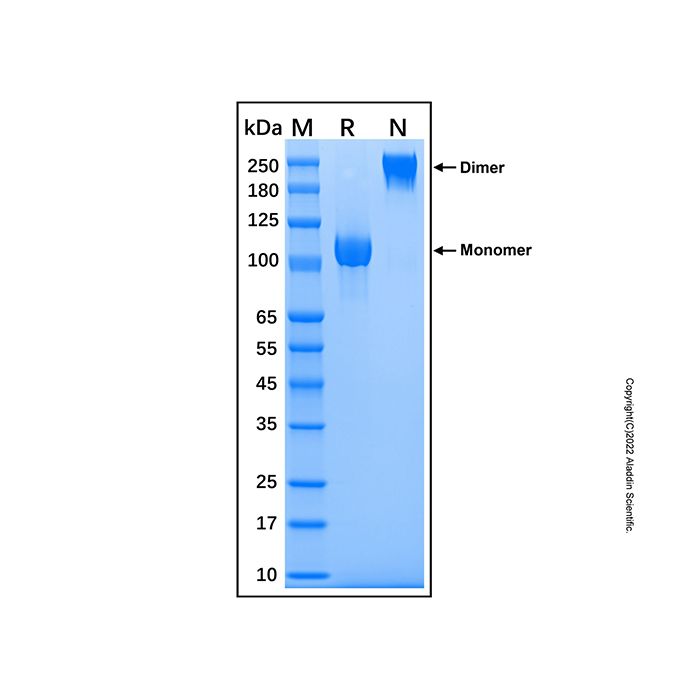 Recombinant Human Semaphorin 5A Protein