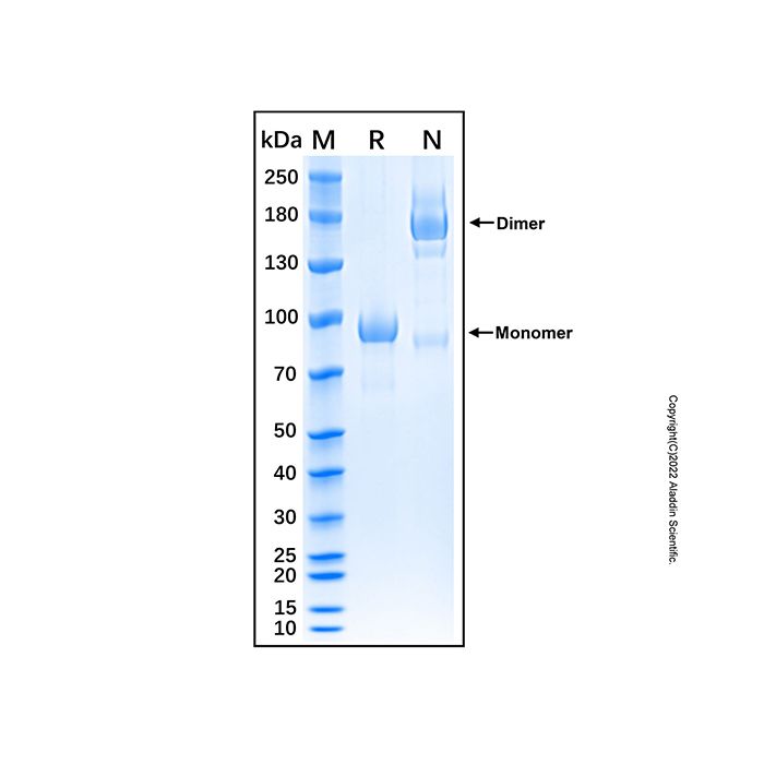 Recombinant Human Semaphorin 3C Protein