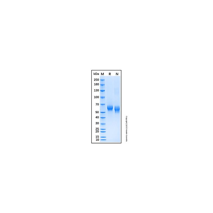 Recombinant Human SMOC-1 Protein