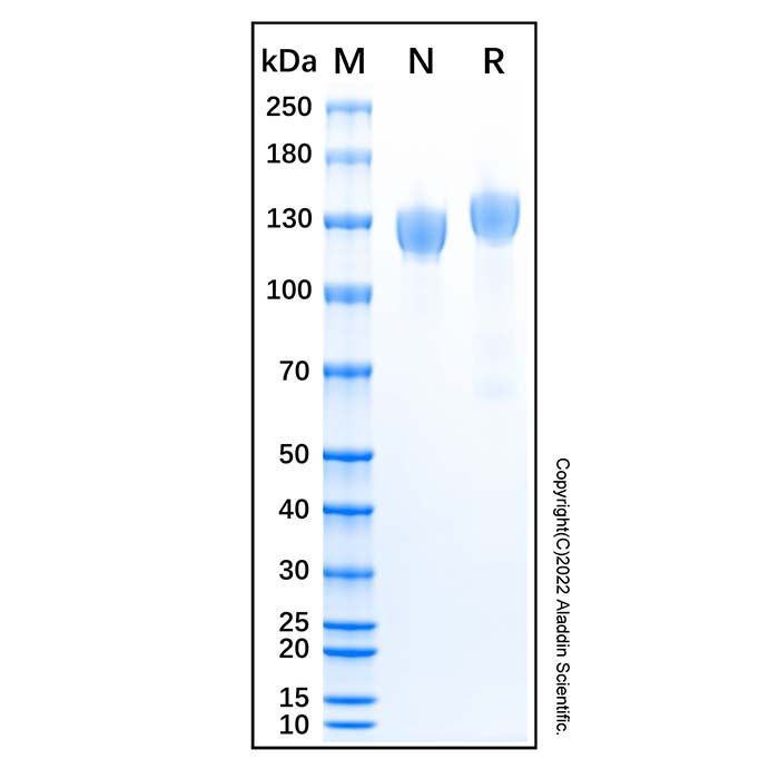 Recombinant Human Contactin-2/TAG1 Protein