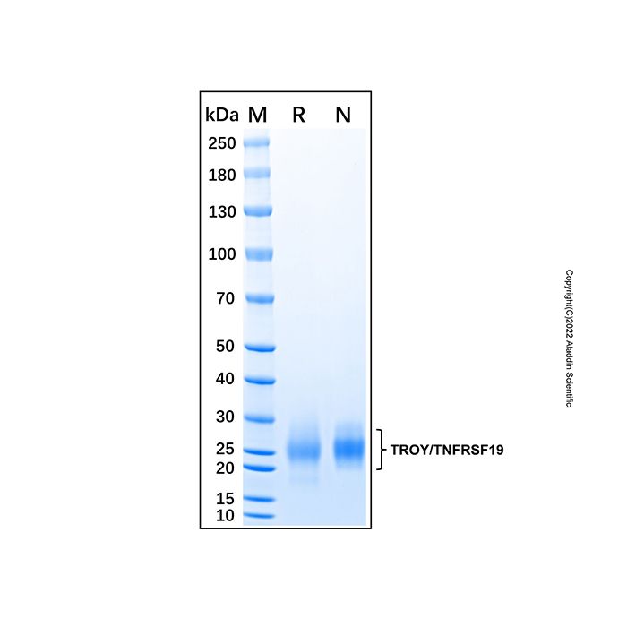 Recombinant Human TROY/TNFRSF19 Protein