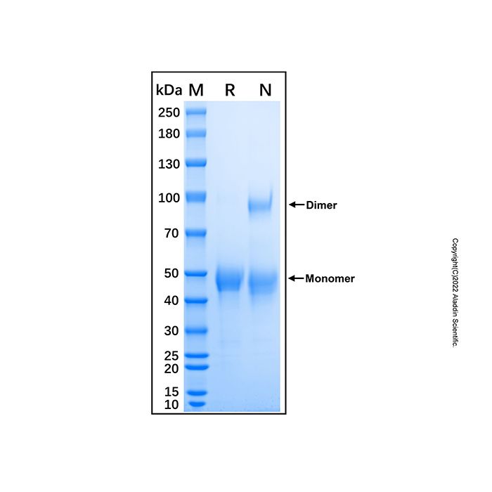 Recombinant Human TPST1 Protein
