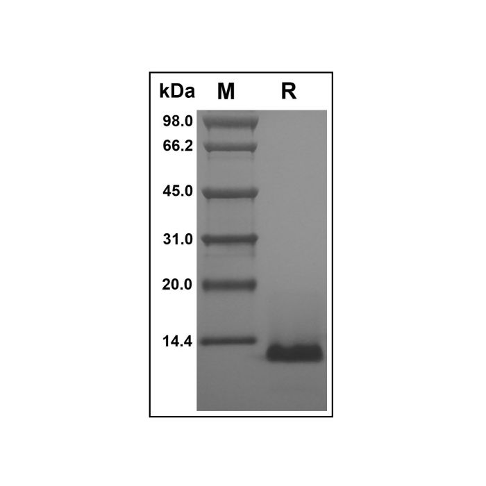 Recombinant Human TSC-1 Protein