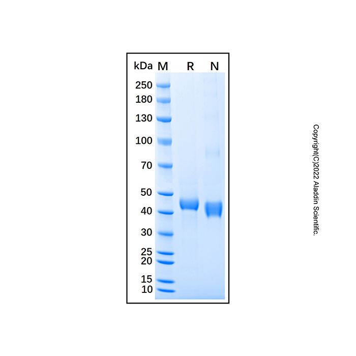 Recombinant Human WIF-1 Protein