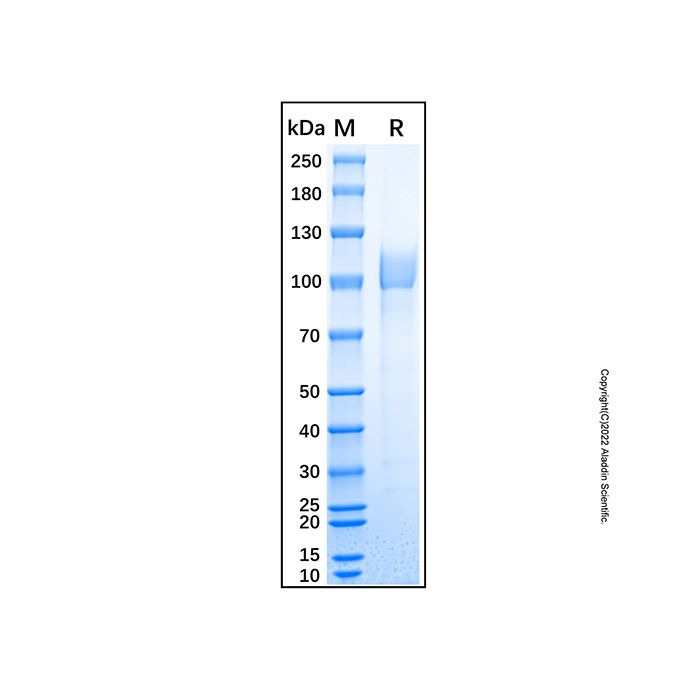 Recombinant Human IL-27 Ra/WSX-1/TCCR Protein