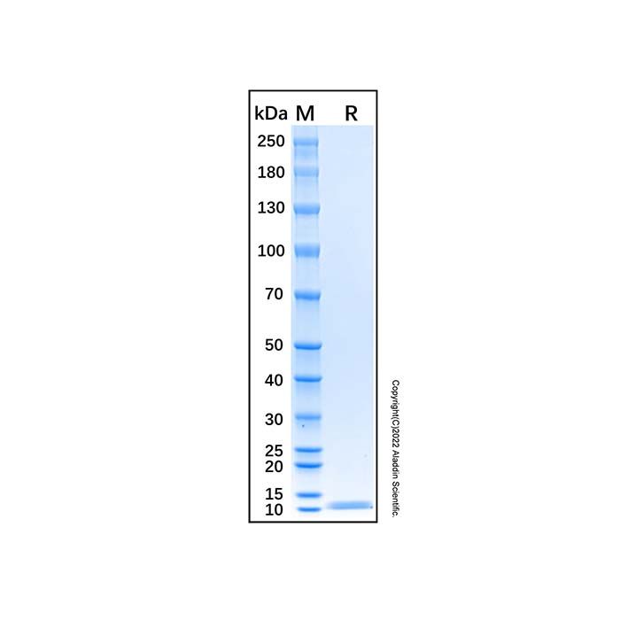 Recombinant Mouse Complement Component C3a Protein