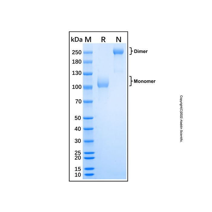 Recombinant Mouse CD36/SR-B3 Protein