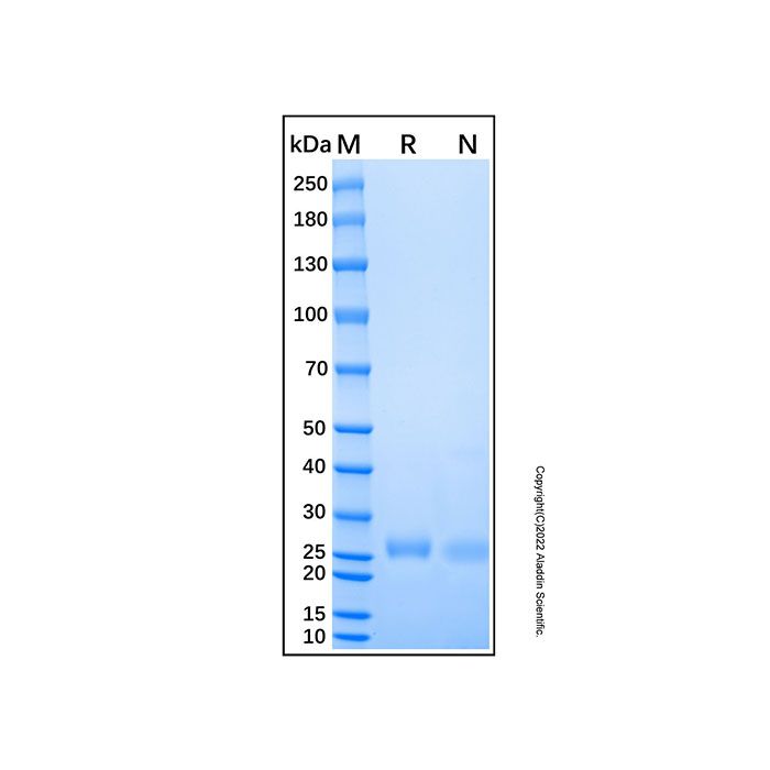 Recombinant Mouse CD40/TNFRSF5 Protein