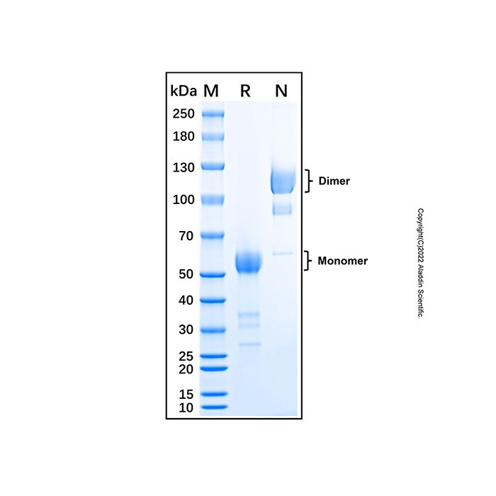 Recombinant Mouse CTLA-4 Protein