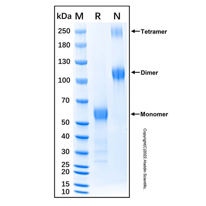 Recombinant Mouse Fas/TNFRSF6/CD95 Protein