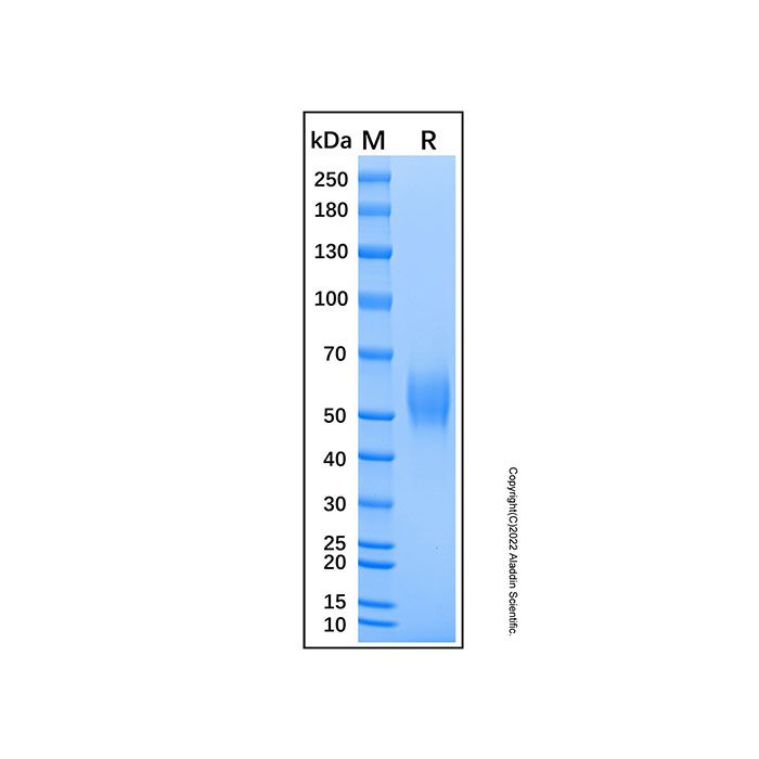 Recombinant Mouse IL-1 RI Protein