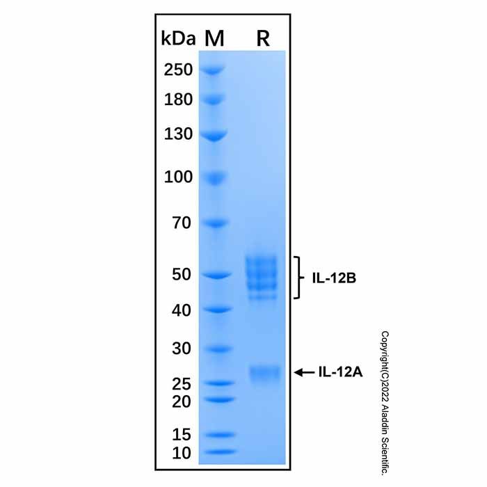 Recombinant Mouse IL-12 Protein
