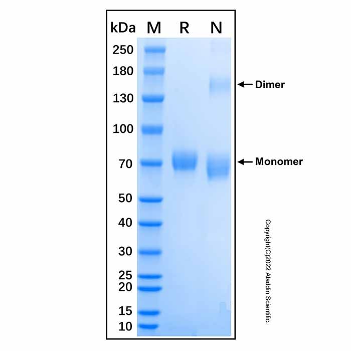 Recombinant Mouse IL-23 Protein