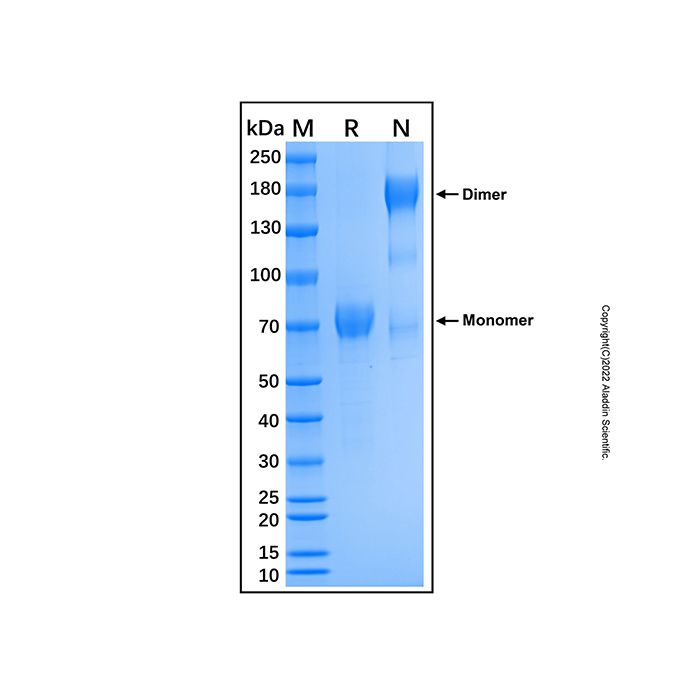 Recombinant Mouse NKp46/NCR1 Protein