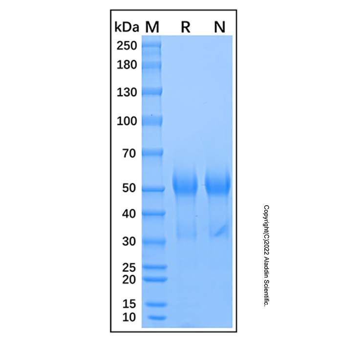 Recombinant Mouse Osteopontin/OPN Protein