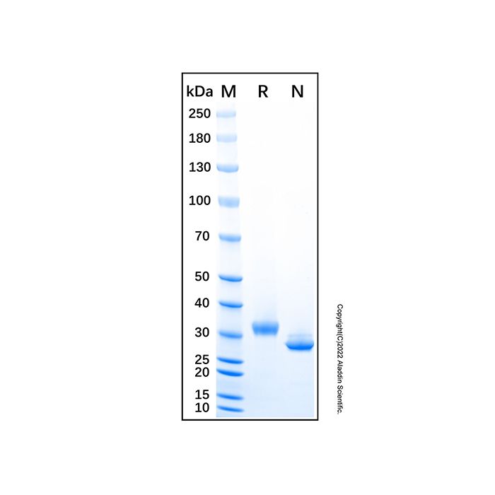 Recombinant Mouse sFRP-2 Protein