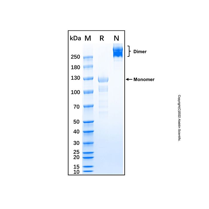 Recombinant Mouse Semaphorin 3F Protein
