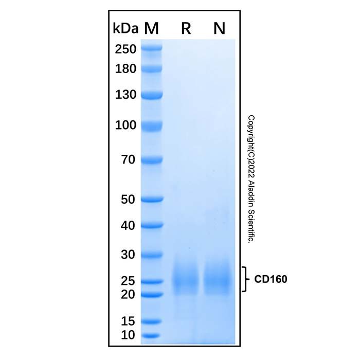 Recombinant Human CD160 Protein