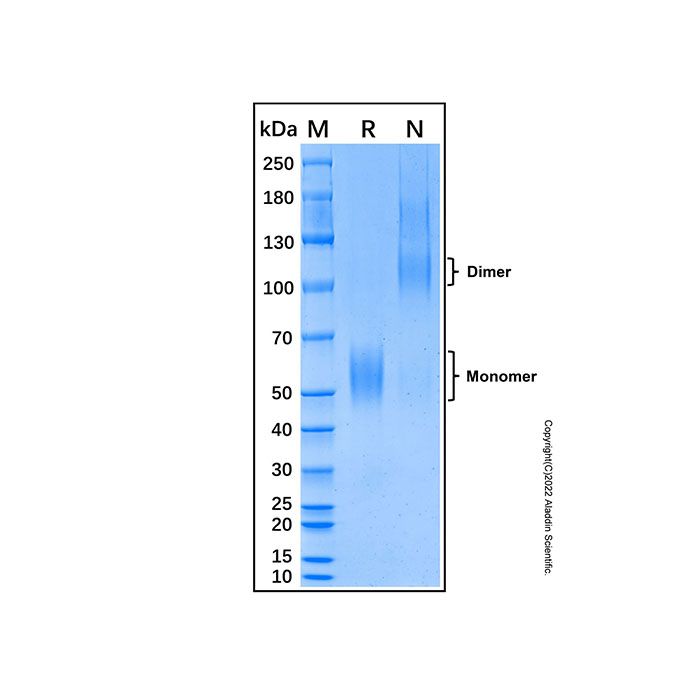 Recombinant Mouse IL-1Rrp2/IL-1R6 Protein