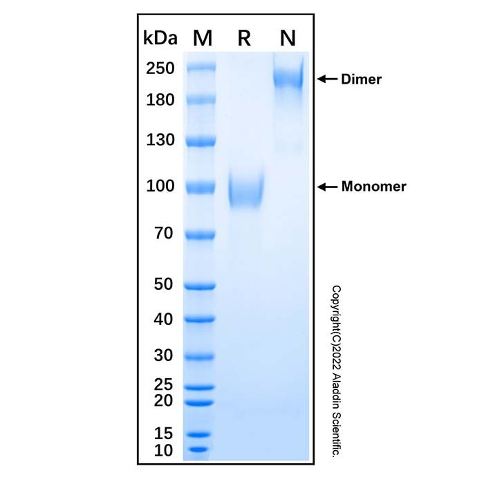 Recombinant Human AMIGO2 Protein