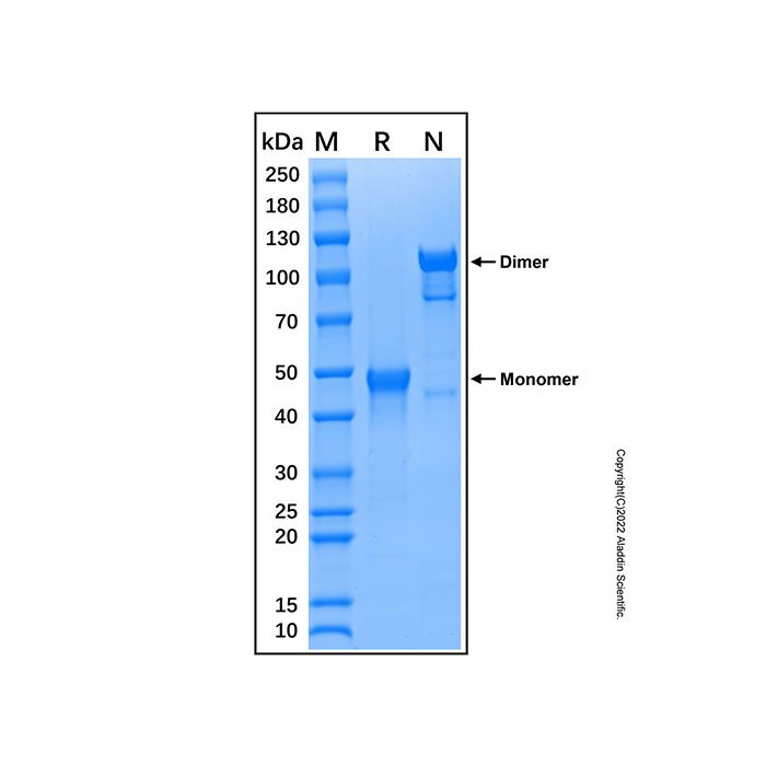 Recombinant Human ILDR2 Protein
