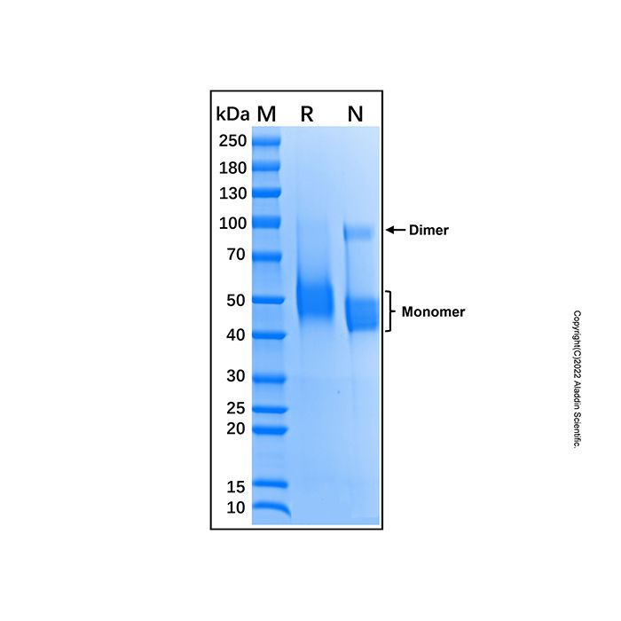 Recombinant Mouse CD4 Protein