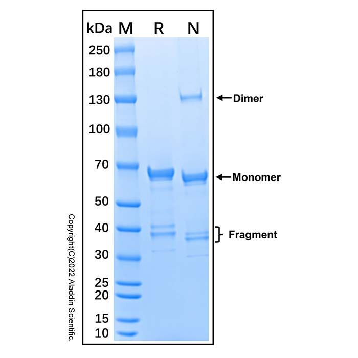 Recombinant Human MMP-15/MT2-MMP Protein