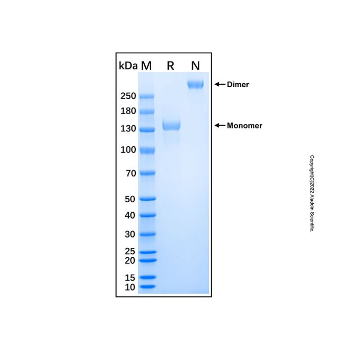 Recombinant Human Semaphorin 5B Protein