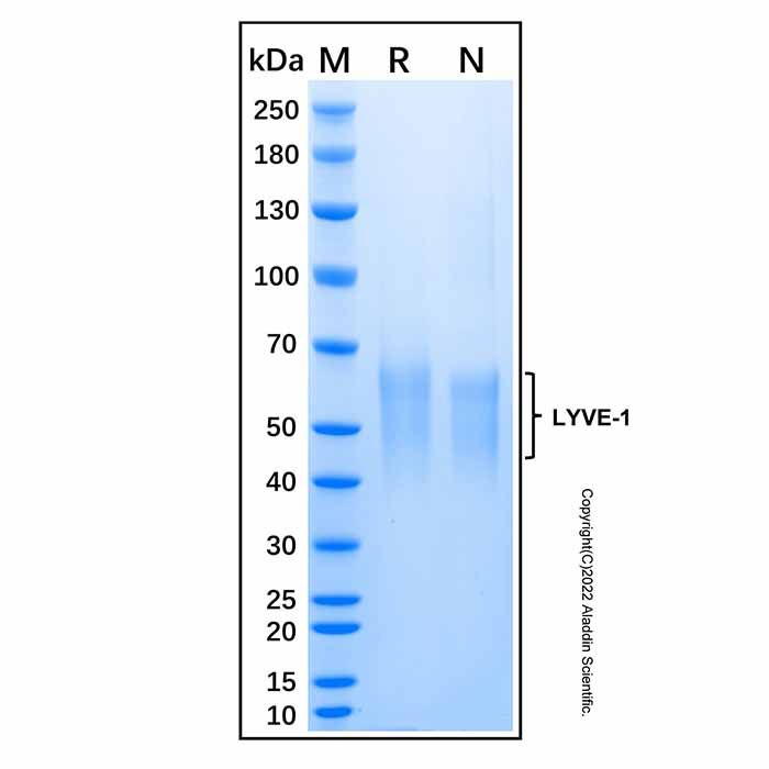 Recombinant Human LYVE-1 Protein