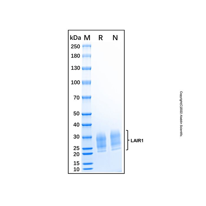 Recombinant Cynomolgus Monkey LAIR1 Protein
