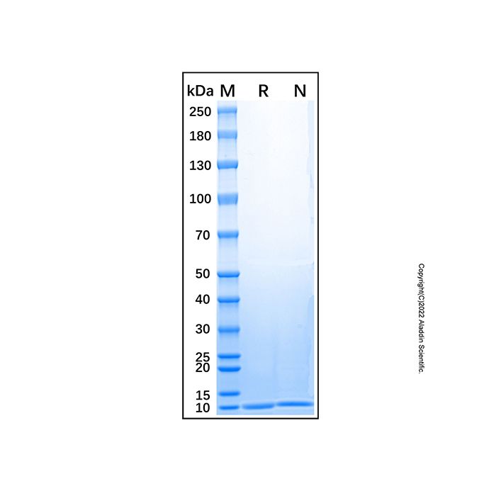 Recombinant Human LR3 IGF-I/IGF-1 Protein